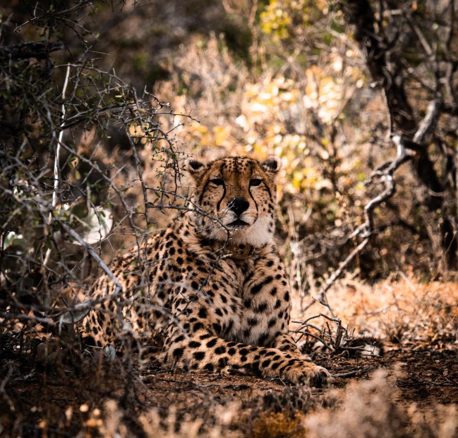 Buffelsdrift Game Lodge Oudtshoorn Exteriér fotografie