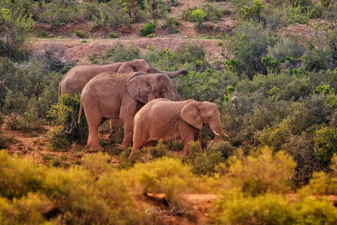 Buffelsdrift Game Lodge Oudtshoorn Exteriér fotografie