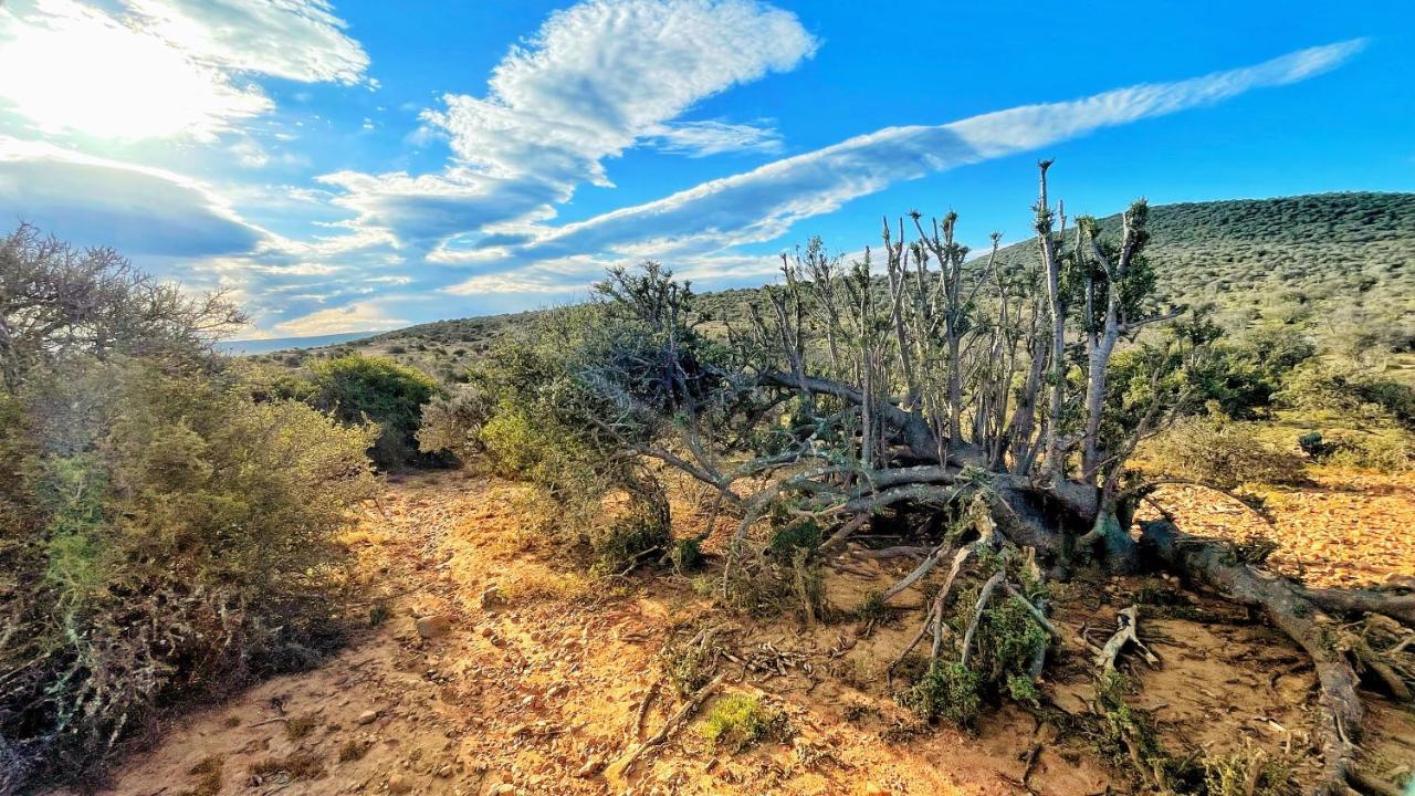 Buffelsdrift Game Lodge Oudtshoorn Exteriér fotografie