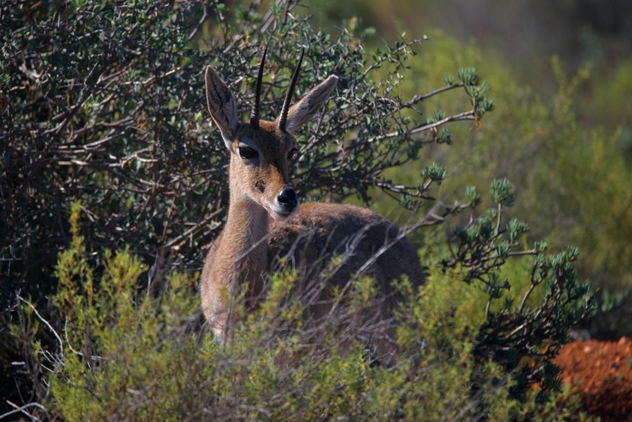 Buffelsdrift Game Lodge Oudtshoorn Exteriér fotografie