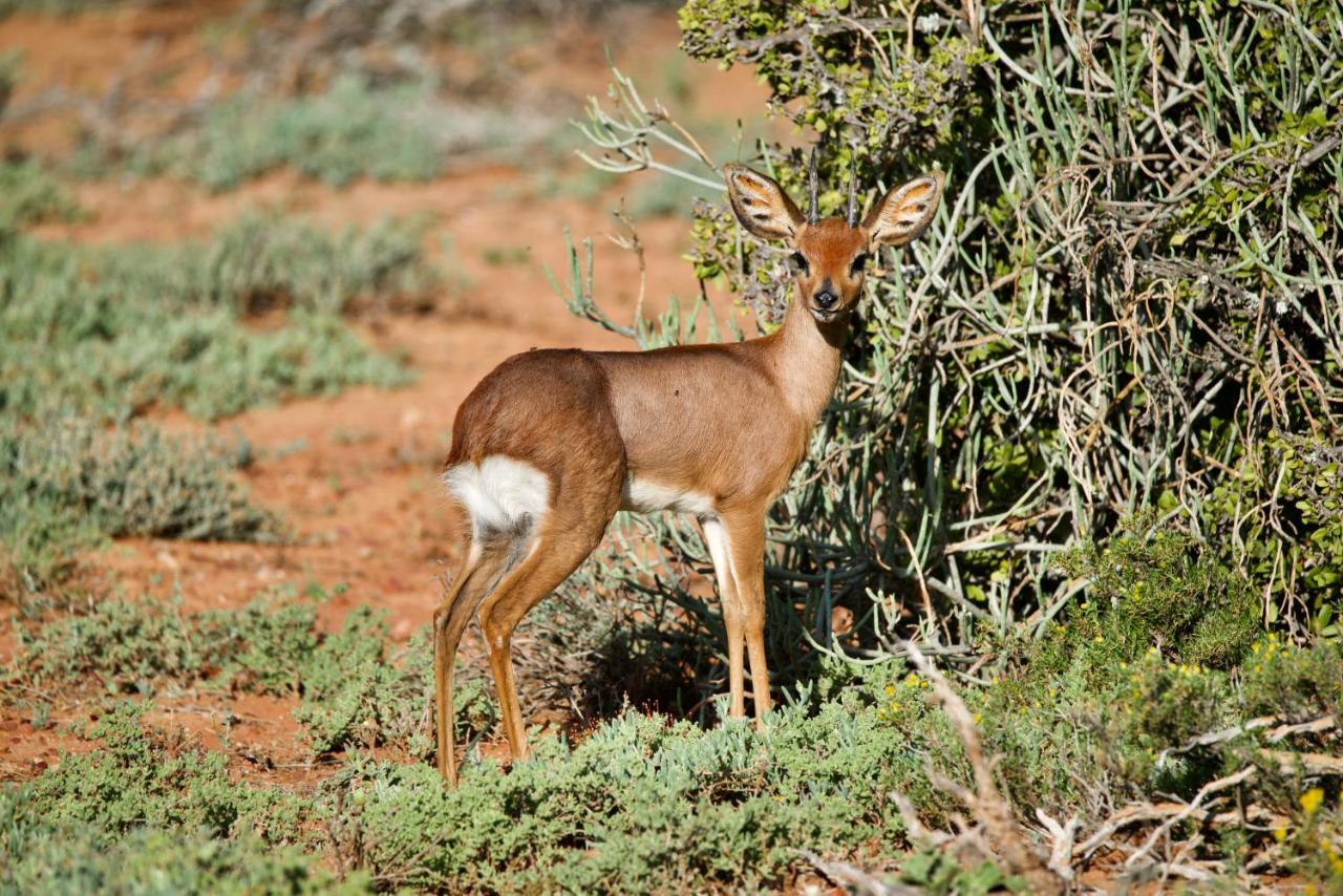 Buffelsdrift Game Lodge Oudtshoorn Exteriér fotografie