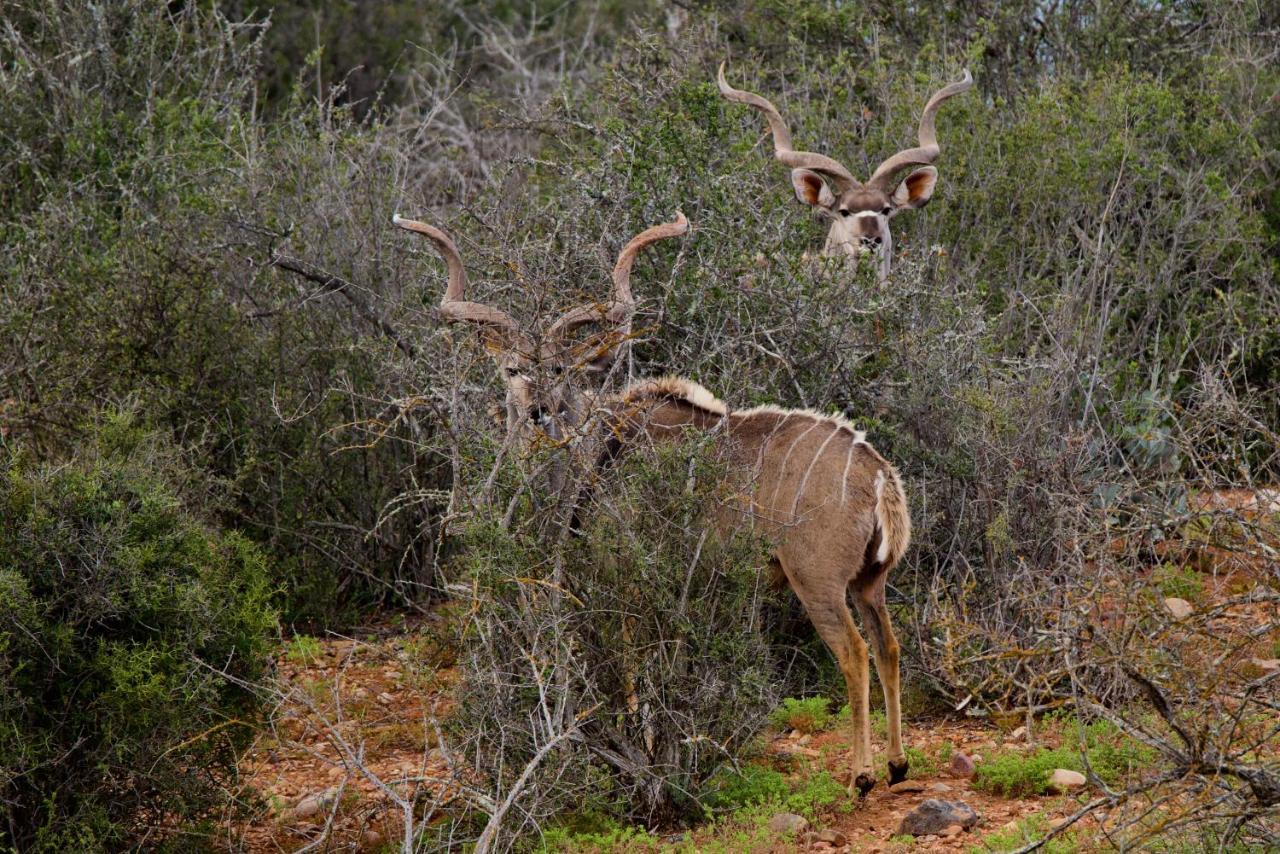 Buffelsdrift Game Lodge Oudtshoorn Exteriér fotografie