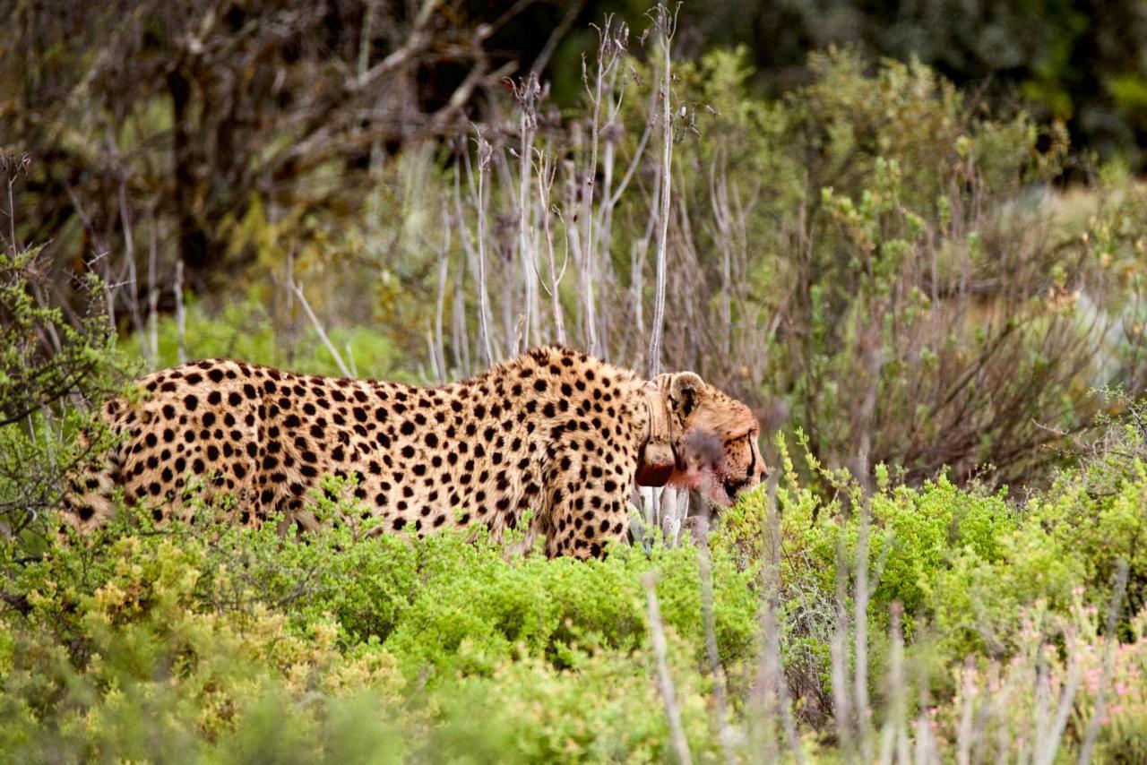 Buffelsdrift Game Lodge Oudtshoorn Exteriér fotografie