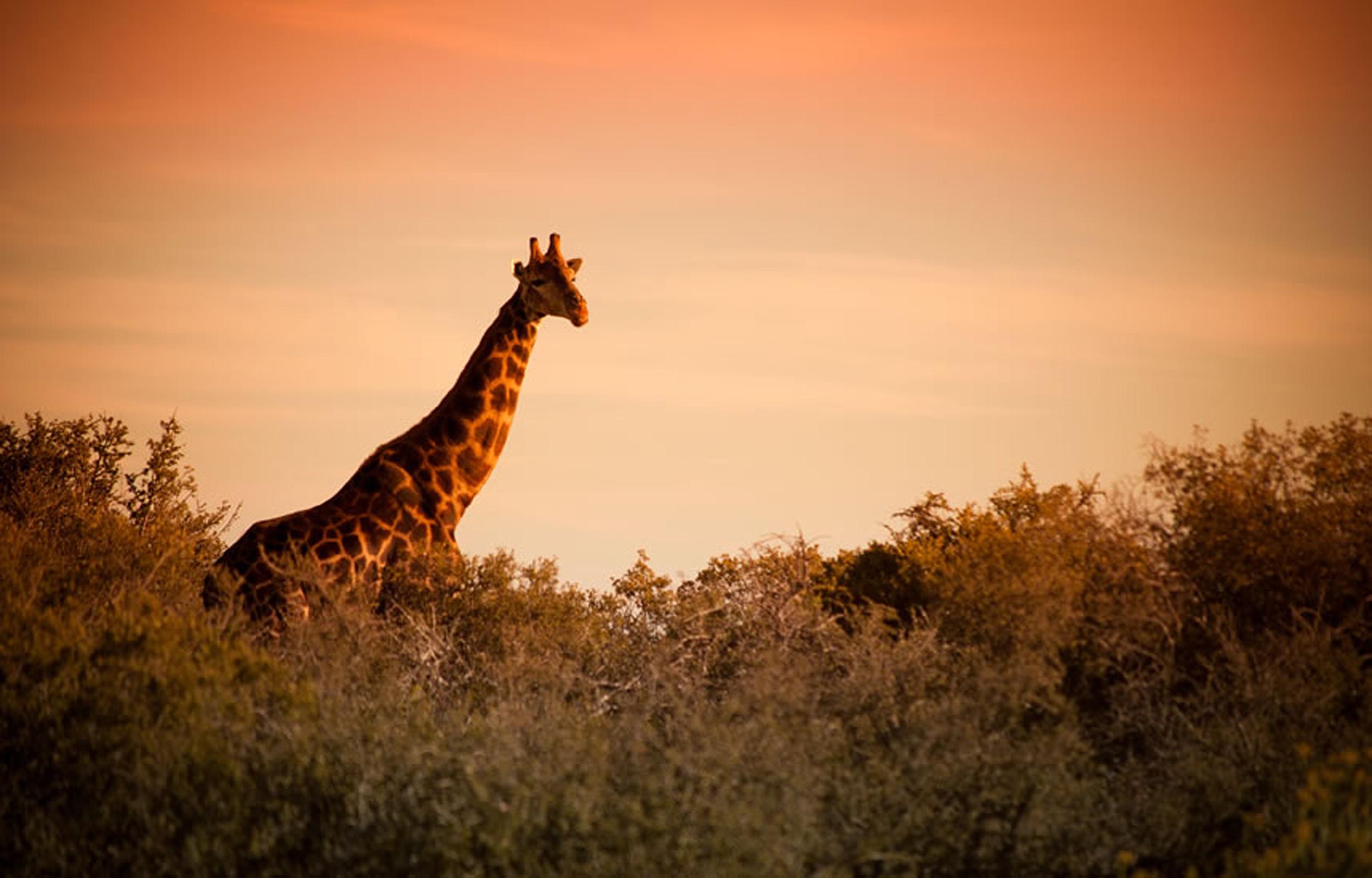 Buffelsdrift Game Lodge Oudtshoorn Exteriér fotografie