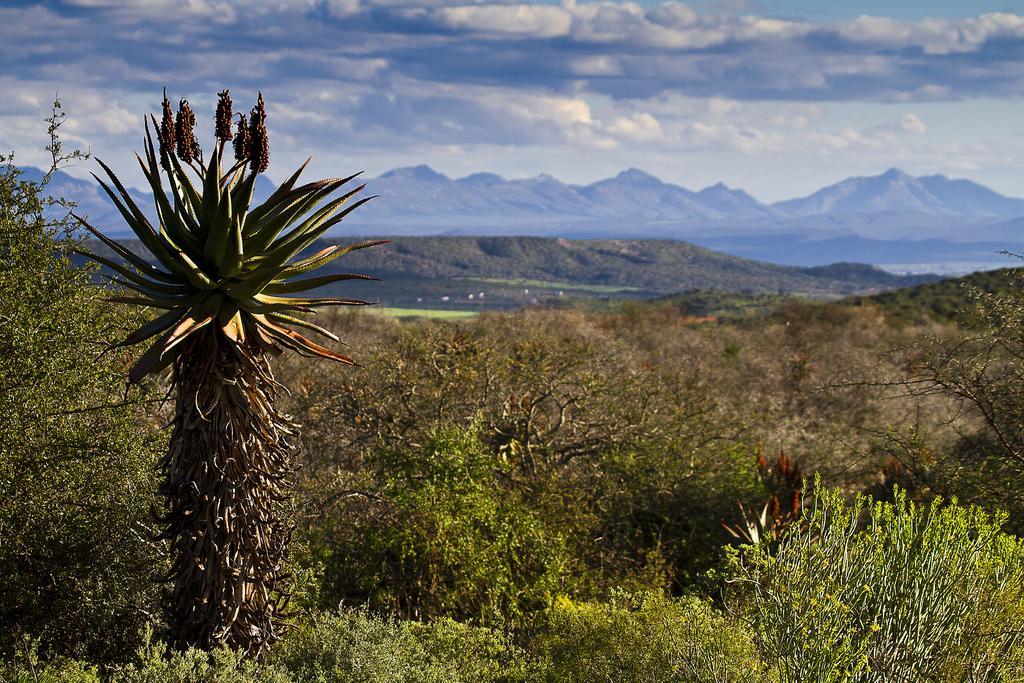 Buffelsdrift Game Lodge Oudtshoorn Exteriér fotografie