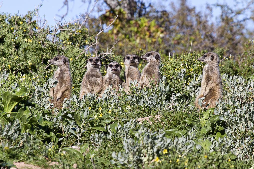 Buffelsdrift Game Lodge Oudtshoorn Exteriér fotografie